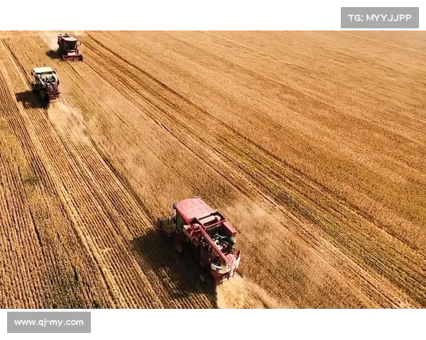丰收时节，徜徉在金色的海洋